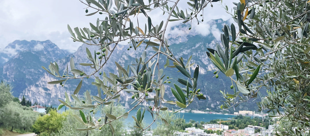 Agraria Riva del Garda: Olivenöl am nördlichsten Punkt Italiens