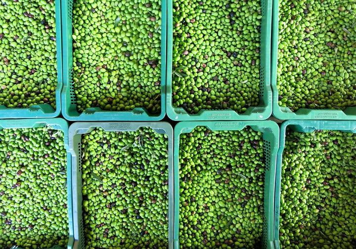 Casaliva-Oliven_Maripa