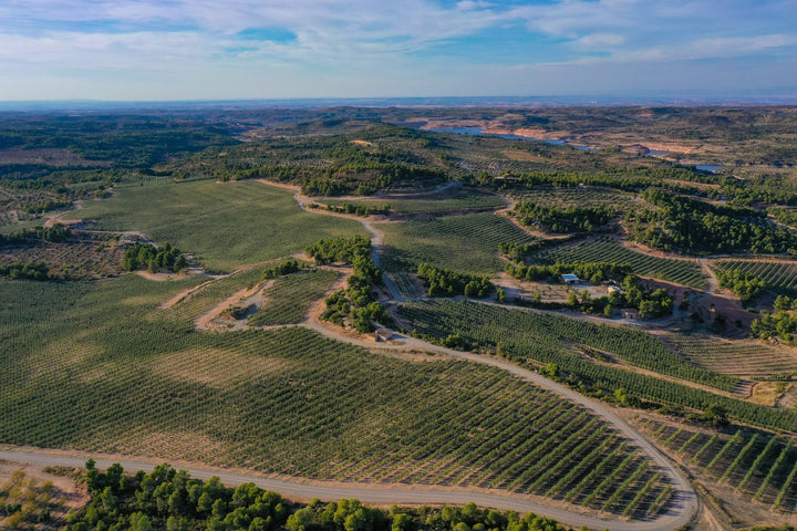 CuadratValley_Bio_Olivenol_LandschaftJPG