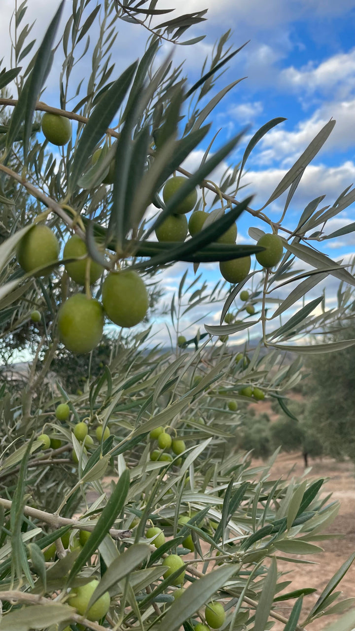 Parqueoliva Serie Oro - Olivenöl aus Córdoba