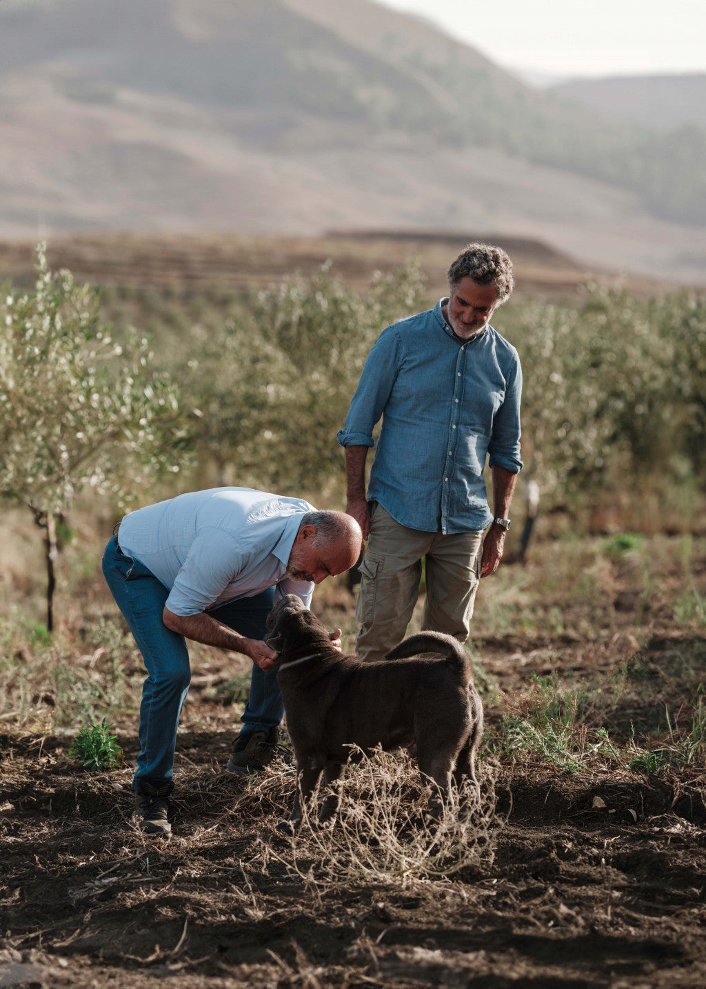 Verde Bio Olivenöl aus Sizilien