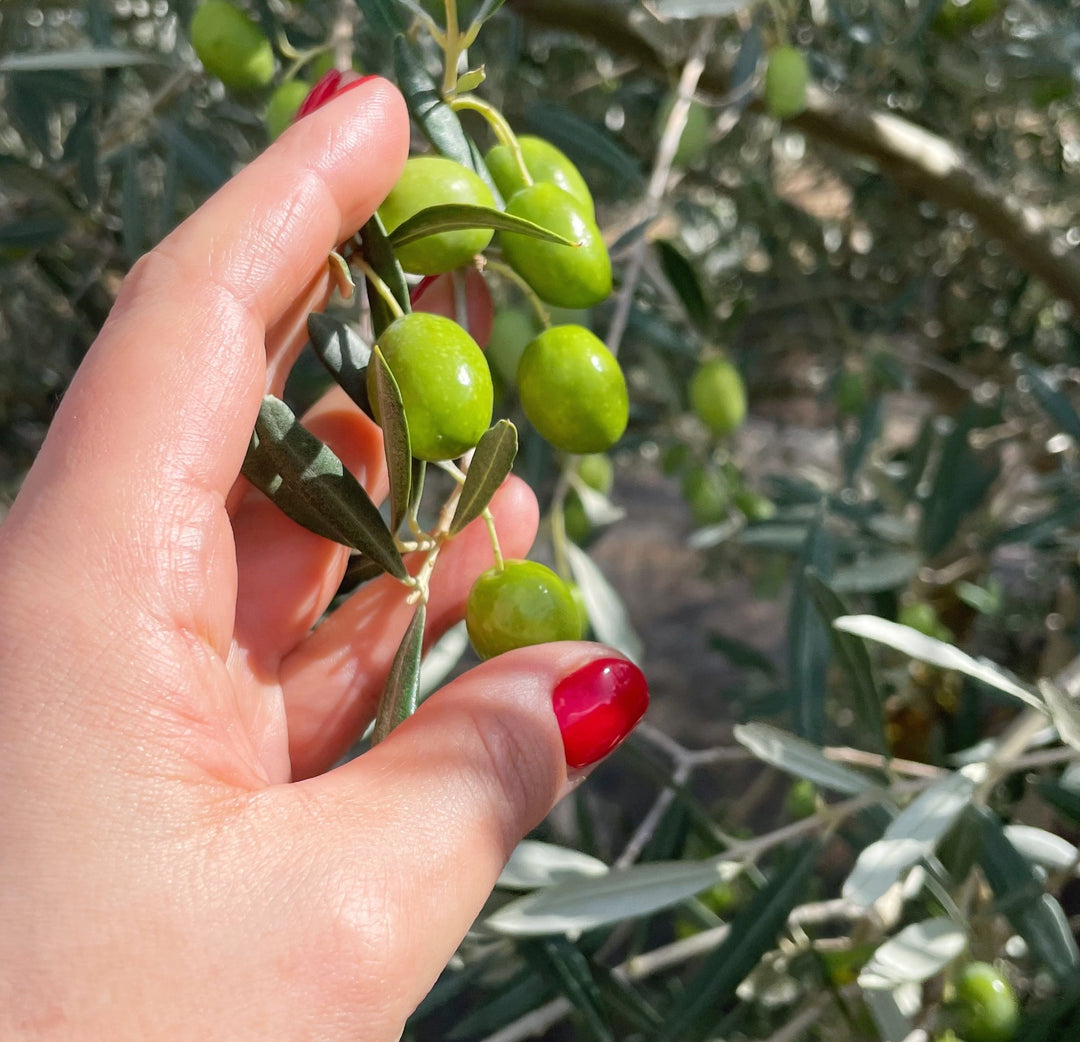 Zitronen Olivenöl - Hojiblanca mit Bio-Zitronenschale aus Andalusien