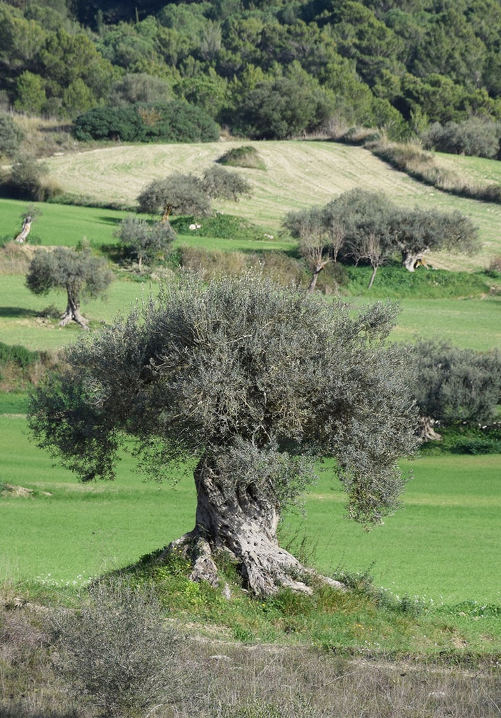Nocellara - reinsortiges Olivenöl aus Sizilien