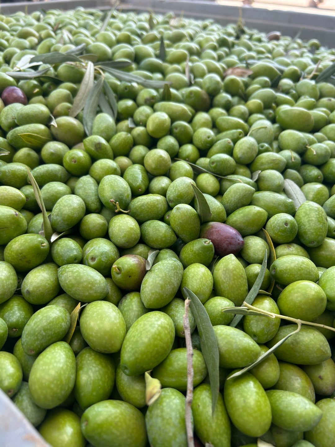 Bellissima – Exklusives Olivenöl aus Apulien